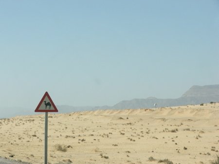 Beware, camels